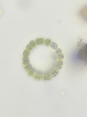Nostocales