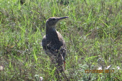 Certhilauda curvirostris brevirostris
