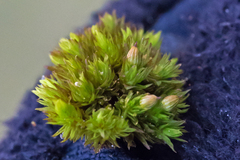 Orthotrichaceae
