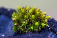 Orthotrichaceae