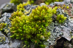 Orthotrichaceae
