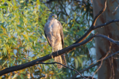 Accipiter cirrocephalus