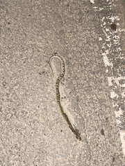 Bothrops jararaca