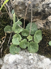 Umbilicus intermedius