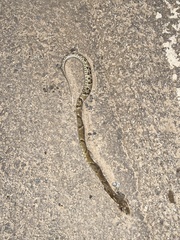 Bothrops jararaca
