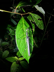Verophasmatodea