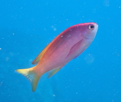 Pseudanthias pictilis