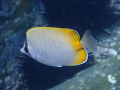 Chaetodon guentheri