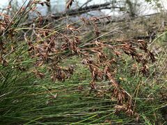 Schoenus brevifolius