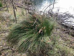 Schoenus brevifolius