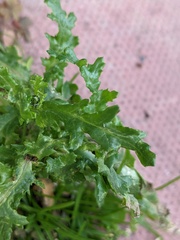Senecio squalidus