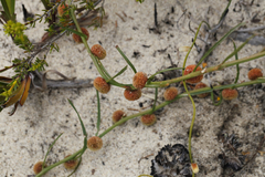 Tersonia cyathiflora
