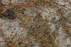 Tersonia cyathiflora