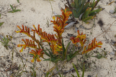 Anigozanthos humilis