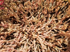 Salicornia natalensis