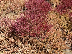 Salicornia natalensis