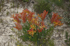 Anigozanthos humilis