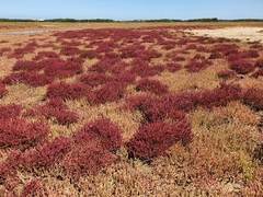 Salicornia natalensis