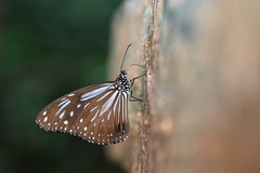 Parantica luzonensis