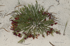 Darwinia speciosa