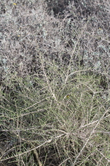 Aspalathus pinguis pinguis