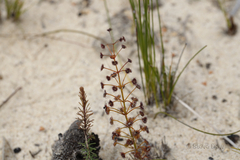 Drosera porrecta