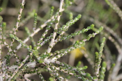 Aspalathus pinguis pinguis