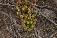 Drosera porrecta