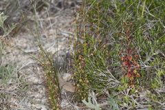 Drosera porrecta