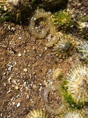 Siphonaria denticulata