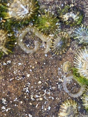 Siphonaria denticulata