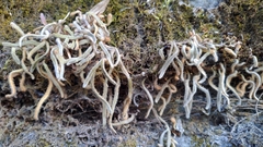 Pyrrosia linearifolia