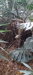Trichonephila clavipes