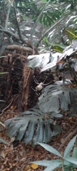 Trichonephila clavipes