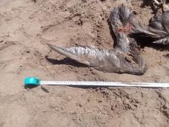 Macronectes giganteus