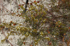 Macarthuria australis