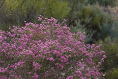 Melaleuca trichophylla
