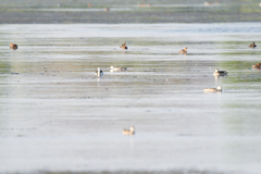 Nettapus coromandelianus