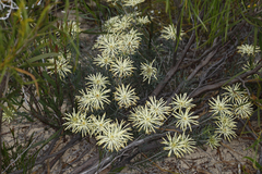 Petrophile brevifolia