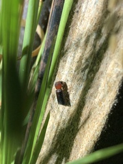 Bostrichidae