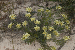 Petrophile brevifolia