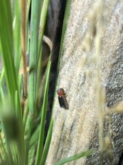 Bostrichidae