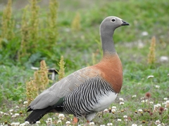 Chloephaga poliocephala