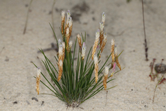 Johnsonia pubescens