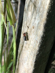 Bostrichidae