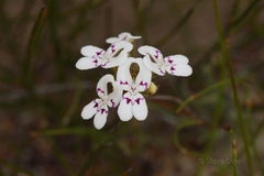 Stylidium crossocephalum