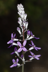 Stylidium purpureum