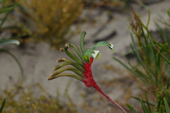 Anigozanthos manglesii