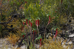 Anigozanthos manglesii