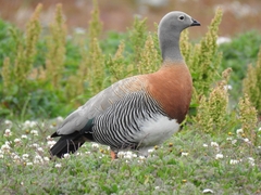 Chloephaga poliocephala